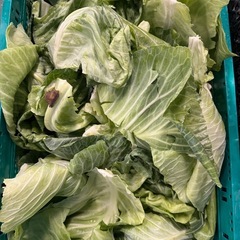 野菜の外葉、虫食い野菜
あげます！！の画像