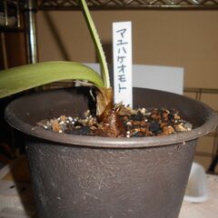 マユハケオモトの画像