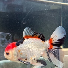 ローズテールオランダ　トリカラーの画像