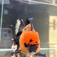 ハーフムーンオランダ　金魚の画像