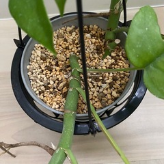 観葉植物　ヒメモンステラの画像