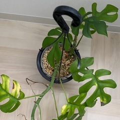 観葉植物　ヒメモンステラの画像