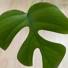観葉植物　ヒメモンステラの画像
