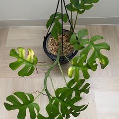 観葉植物　ヒメモンステラの画像