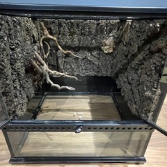 中古のガラステラリウムの画像