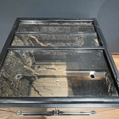 中古のガラステラリウムの画像