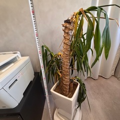 枯れかけの観葉植物の画像