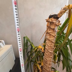 枯れかけの観葉植物の画像