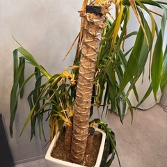 枯れかけの観葉植物の画像