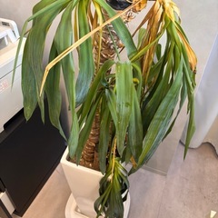 枯れかけの観葉植物の画像