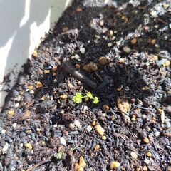 サマーフェスティバル プランターの画像