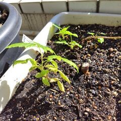 サマーフェスティバル プランターの画像