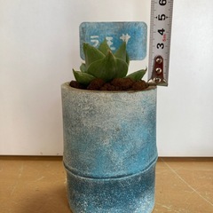 観葉植物(ラモサ)の画像