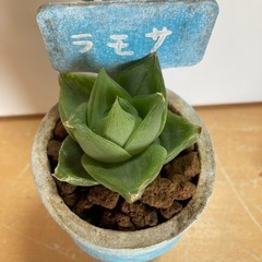 観葉植物(ラモサ)の画像