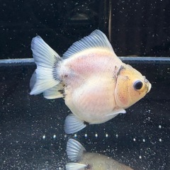 シルクショートテールオランダ　　の画像