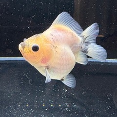 シルクショートテールオランダ　　の画像