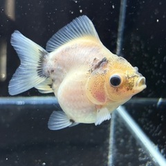 シルクショートテールオランダ　　の画像