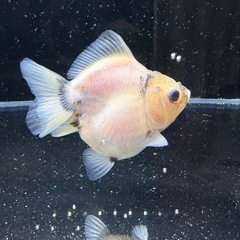 シルクショートテールオランダ　　の画像