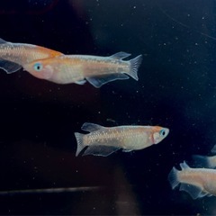 メダカ菊銀美人3色体外光の画像