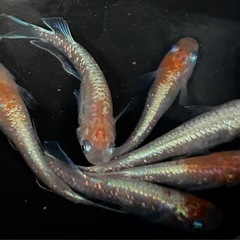 メダカ菊銀美人3色体外光の画像