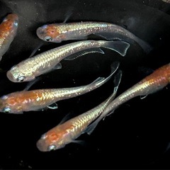 メダカ菊銀美人3色体外光の画像