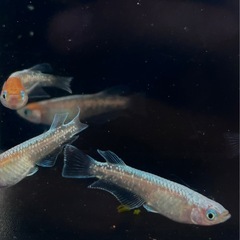 メダカ菊銀美人3色体外光の画像