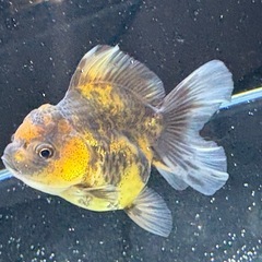 【極上】タイガーローズテールオランダの画像