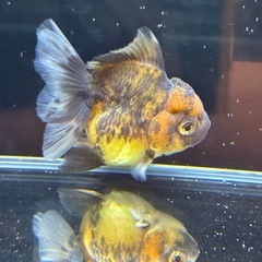 【極上】タイガーローズテールオランダの画像