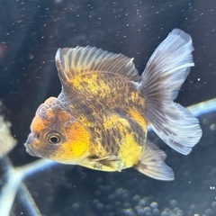 【極上】タイガーローズテールオランダの画像