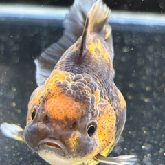 【極上】タイガーローズテールオランダの画像