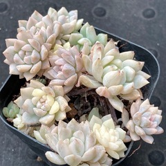 多肉植物-プロリフィカ錦の画像