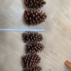大王松　松ぼっくり6個の画像