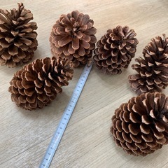大王松　松ぼっくり6個の画像