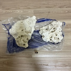 さんごサンゴの画像