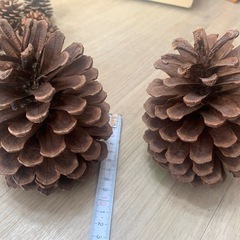 大きい松ぼっくり　中小の物もの画像