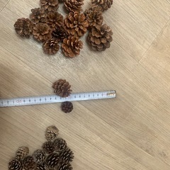 大きい松ぼっくり　中小の物もの画像