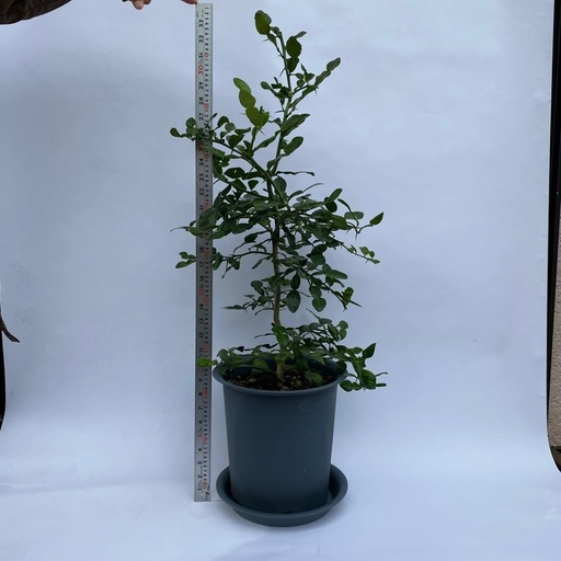 こぶみかん 苗 無農薬 2年生 挿し木