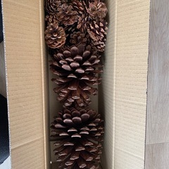 大きい松ぼっくり　中小の物もの画像