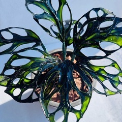 マドカズラ ハンドメイド♩気泡が入ってしまった為特価の画像