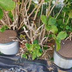 アジサイ中株  堀上げ済み  根っこのみ　1左  ガーデニング 植物 庭木の画像