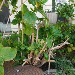 アジサイ中株  堀上げ済み  根っこのみ　2右   ガーデニング 植物 庭木の画像