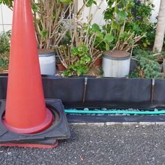 アジサイ中株  堀上げ済み  根っこのみ　2右   ガーデニング 植物 庭木の画像