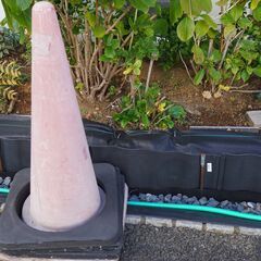 アジサイ中株  堀上げ済み  根っこのみ 4右  ガーデニング 植物 庭木の画像