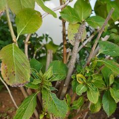 アジサイ中株  堀上げ済み  根っこのみ 4右  ガーデニング 植物 庭木の画像