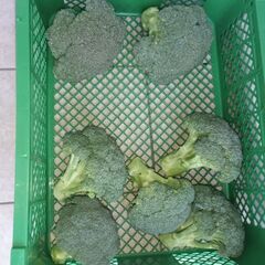 🥦新鮮ブロッコリーおゆずりします　間もなく終了ですの画像