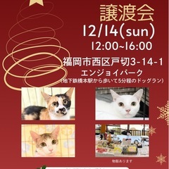 12/14 さち猫福岡譲渡会　エンジョイパーク（はっぴいす…