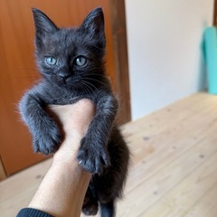 超人懐こいブラックスモークタビー