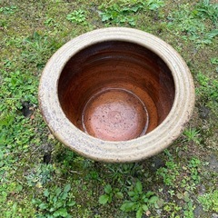 メダカ　蓮　ガーデニング　庭　　火鉢の画像