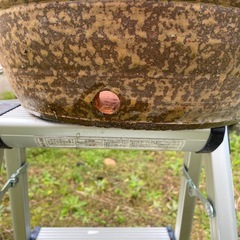 メダカ　蓮　ガーデニング　庭　　火鉢の画像