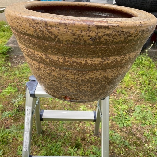 メダカ　蓮　ガーデニング　庭　　火鉢